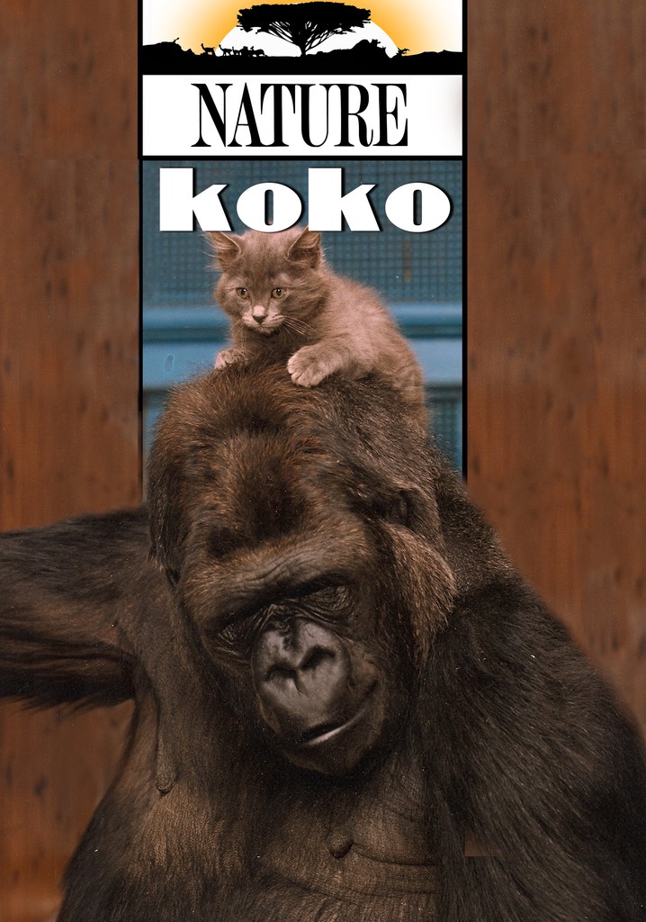 A Conversation with Koko the Gorilla