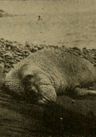 The Capture of a Sea Elephant and Hunting Wild Game in the South Pacific Islands