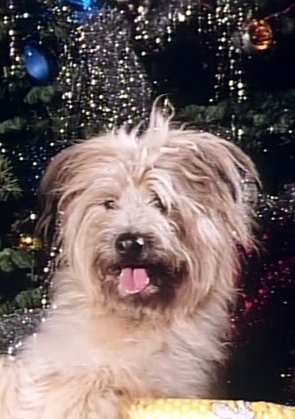 A Christmas for Boomer