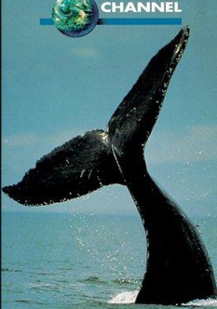 In the Company of Whales