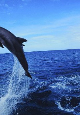 Dolphins: The Wild Side