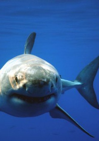 Great White Shark: Uncaged