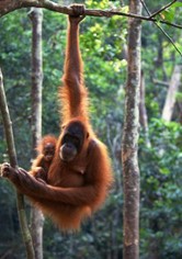 Really Wild Animals
