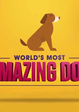 World's Most Amazing Dog