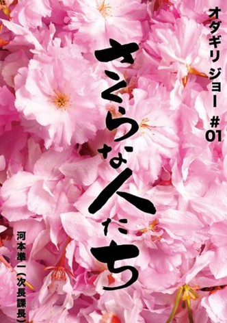Looking For Cherry Blossoms