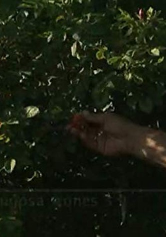 The Victory Garden