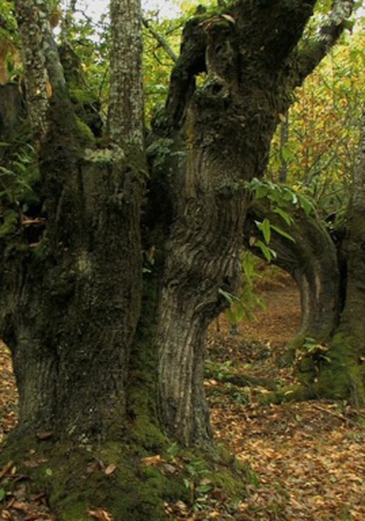 El bosque protector Ver la serie de tv online