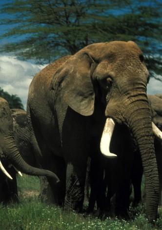 Echo and the Elephants of Amboseli
