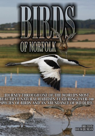 Birds of Norfolk: A Bird Watchers Dream