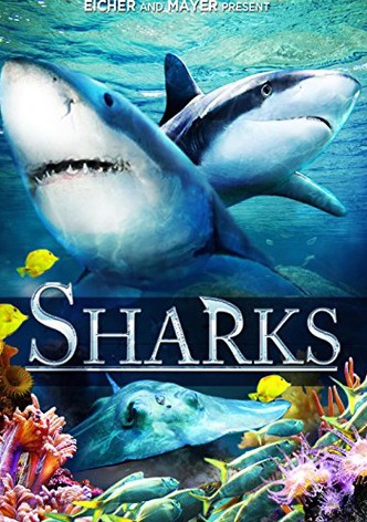 Sharks (in 3D)