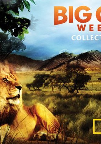 Big Cat Week Collection