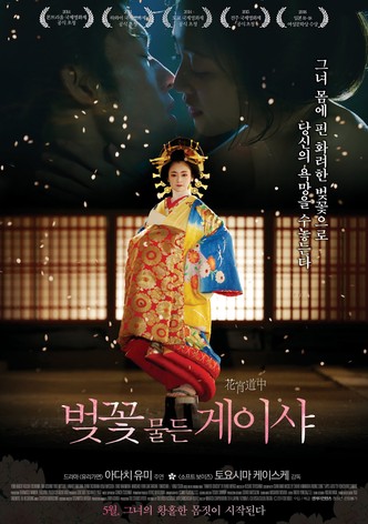 벚꽃 물든 게이샤