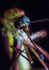 Mosquito