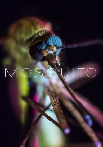 Mosquito