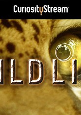 Wildlife - Sezon 1