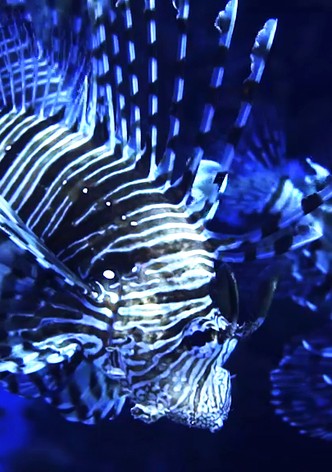 Lionfish: New Pirates of the Caribbean