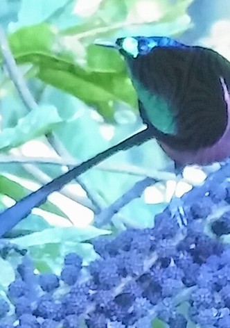 Birds of Paradise: The Ultimate Quest