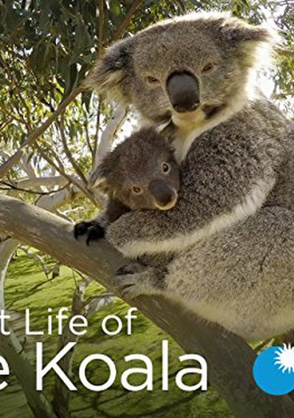 La Vida Secreta de El Koala