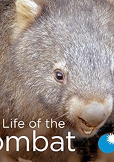 Secret Life of the Wombat