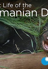 Secret Life of the Tasmanian Devil