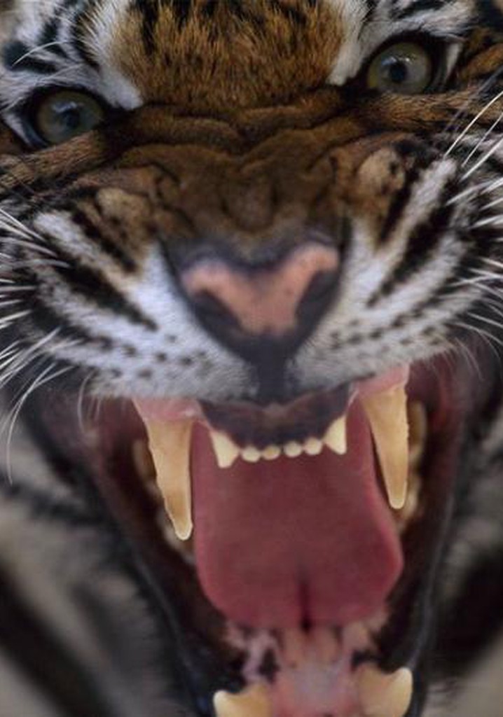 20 Animals That Will Kill You