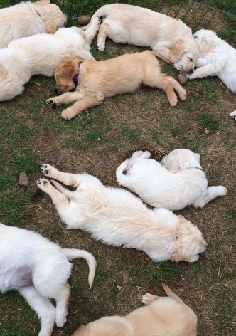 Secret Life of Puppies