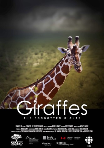 Giraffes: The Forgotten Giants