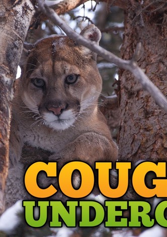 Cougars Undercover