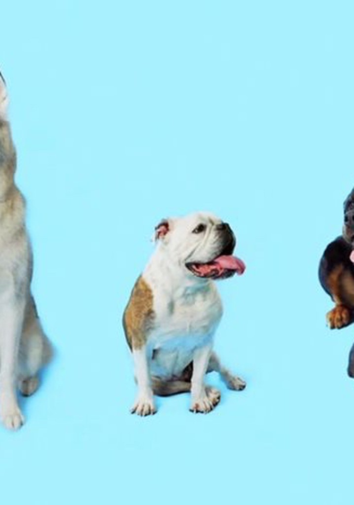 How Dogs Got Their Shapes streaming: watch online