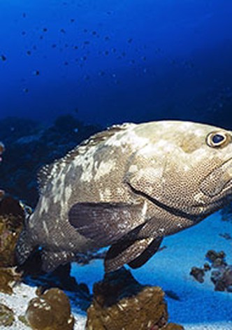 The Grouper Mystery