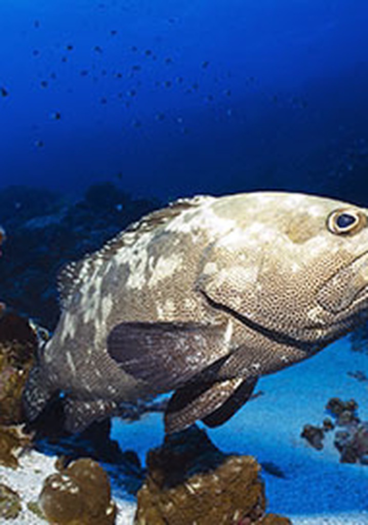 The Grouper Mystery