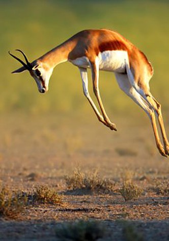 I grandi ballerini della natura