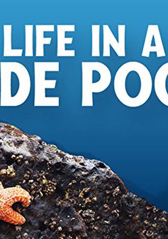 Life in a Tide Pool