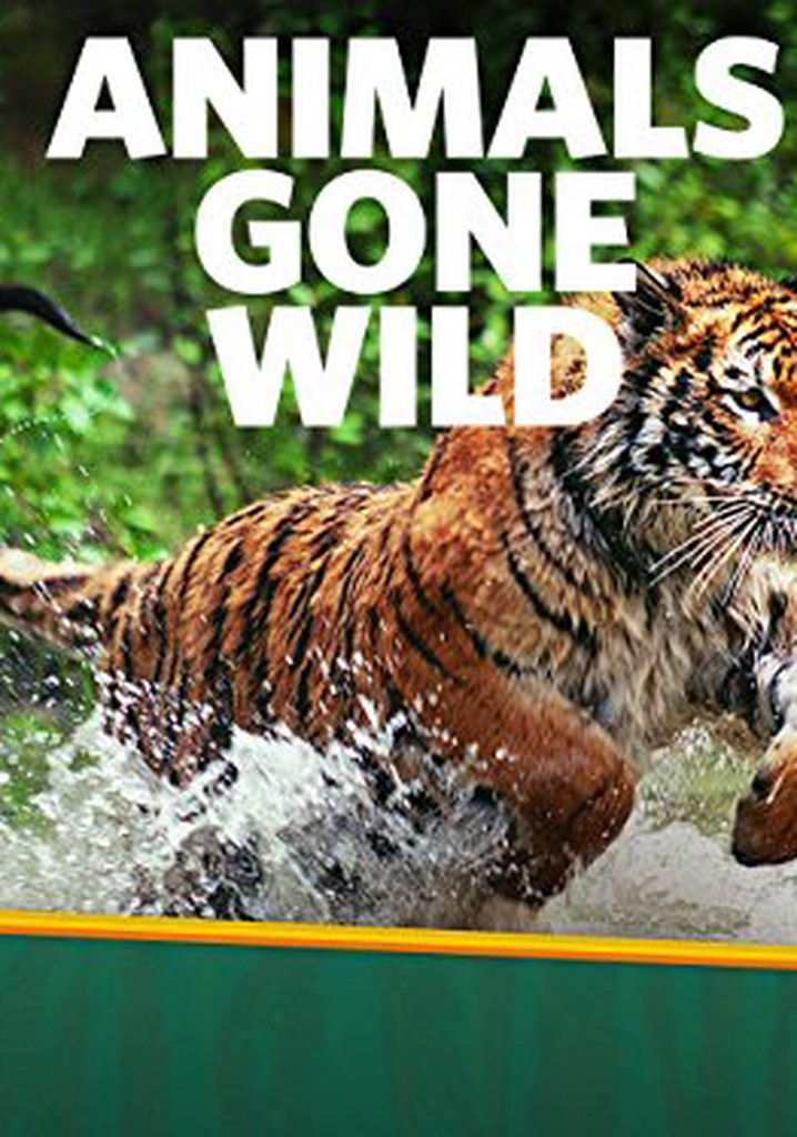 Animals Gone Wild Season 2 - watch episodes streaming online