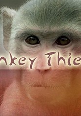 Monkey Thieves