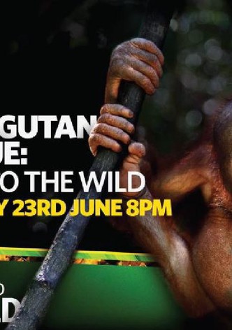 Orangutan Rescue: Back to the Wild
