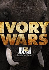 Ivory Wars