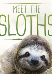 Meet the Sloths