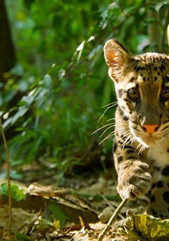 Grandir dans la savane