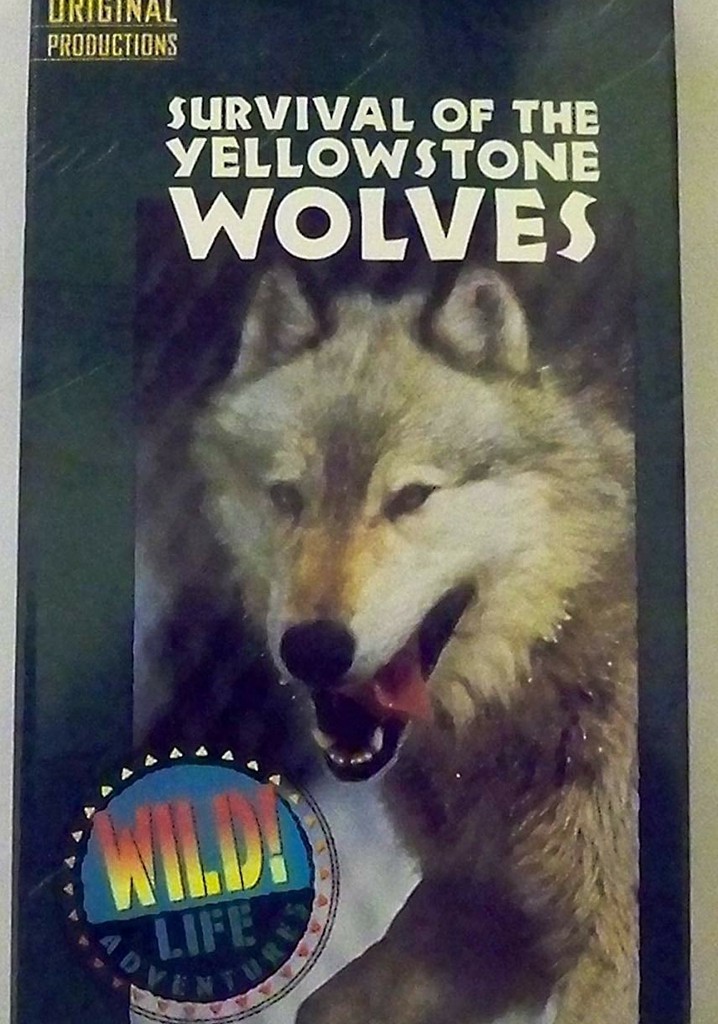 Survival of the Yellowstone Wolves