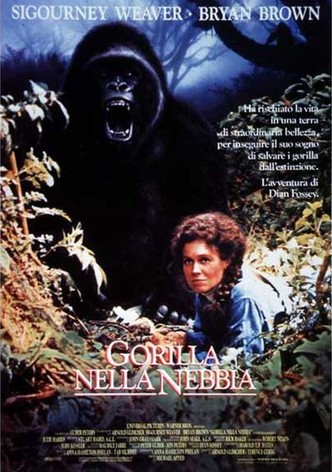 Gorilla nella nebbia