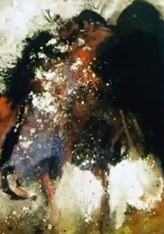 Trois portraits d'un oiseau qui n'existe pas