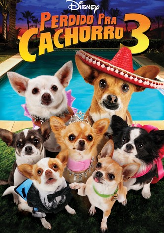Chihuahua de Beverly Hills 3