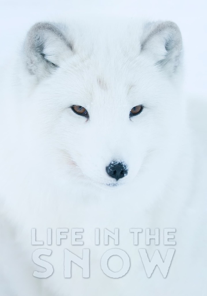 Life In The Snow