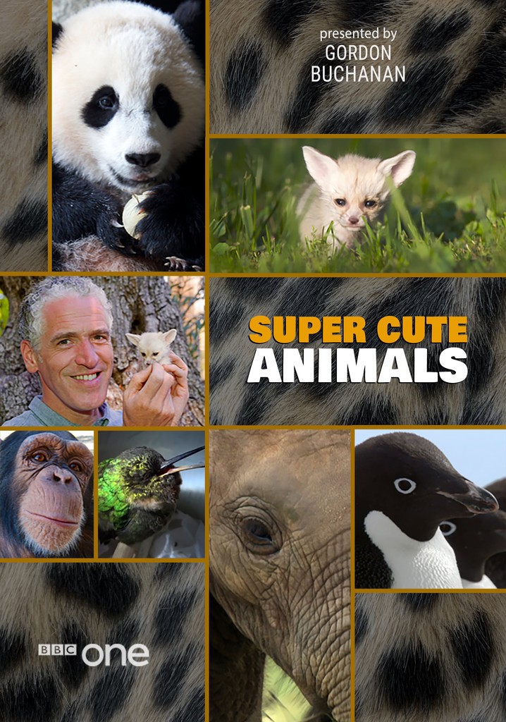 Super Cute Animals