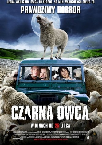 Czarna owca