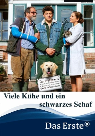 Viele Kühe und ein schwarzes Schaf