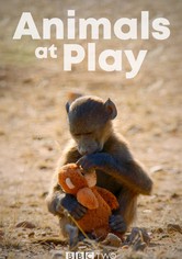Animals at Play - Temporada 1