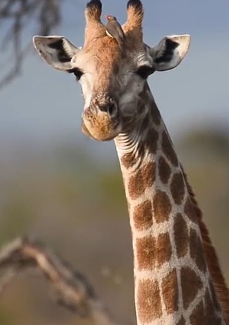 Billy the Giraffe