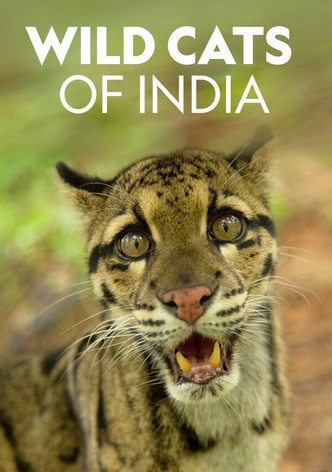 Wild Cats of India